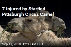 Startled Camel Injures 7 at Pittsburgh Circus