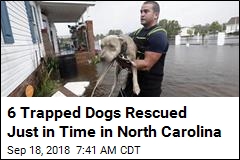 Video: 6 Trapped Dogs Saved From Rising Water