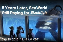 5 Years Later, SeaWorld Still Paying for Blackfish
