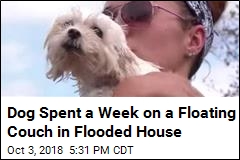 Dog Spent a Week on a Floating Couch in Flooded House