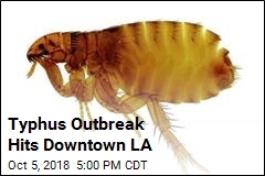 Typhus Outbreak Hits Downtown LA