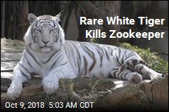 Rare White Tiger Kills Zookeeper
