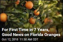 For First Time in 7 Years, Good News on Florida Oranges