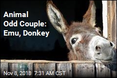 Week&#39;s Most Unusual Couple: Emu, Donkey