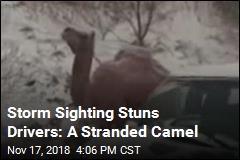 camel – News Stories About camel - Page 1 | Newser