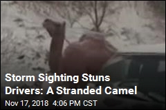 Strange Sighting Amid US Snowstorm: a Camel