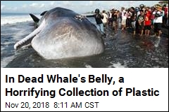 In Dead Whale&#39;s Belly, a Horrifying Collection of Plastic