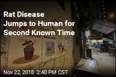 World&#39;s Second Case of Rat Hepatitis in Human Detected