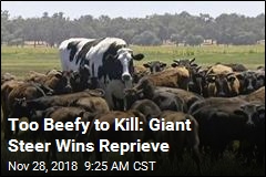 Too Beefy to Kill: Giant Steer Wins Reprieve