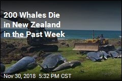 Another Mass Whale Stranding in New Zealand