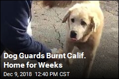 Dog Guards Burnt Calif. Home for Weeks