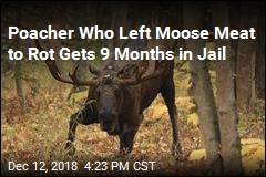 Moose Poacher in Alaska Gets 9 Months in Jail