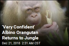 Only Known Albino Orangutan Is Back in the Wild