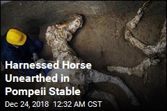 Petrified Horse, Saddle Found in Pompeii Stable