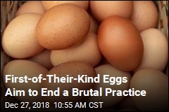 First-of-Their-Kind Eggs Aim to End a Brutal Practice