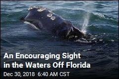 An Encouraging Sight in the Waters Off Florida
