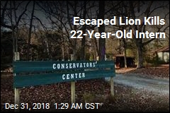 Escaped Lion Kills 22-Year-Old Intern