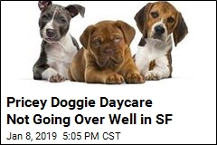 Pricey San Francisco Doggie Daycare Not Going Over Well