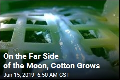 First Seeds Sprout on the Moon