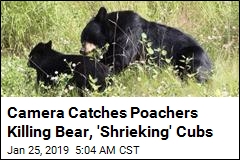 Father, Son Sentenced for &#39;Egregious&#39; Bear Cub Poaching