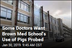 Brown Med School Criticized Over Its Use of Live Pigs