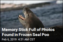 Working Memory Stick Found in Frozen Seal Poo