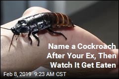 Name a Cockroach After Your Ex, Then Watch It Get Eaten