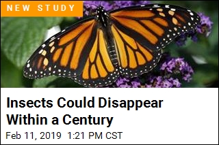 Insects Could Disappear Within a Century