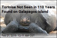 Tortoise Feared Extinct Found on Remote Island