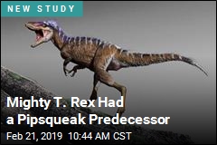 Mighty T. Rex Had a Pipsqueak Predecessor