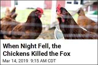 Fowl Play: Chickens Team Up and Mutilate Fox