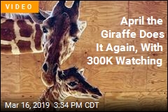 It&#39;s a boy! April the Giraffe Gives Birth Again