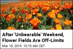 After &#39;Unbearable&#39; Weekend, Flower Fields Are Off-Limits