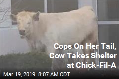 Cops On Her Tail, Cow Takes Shelter at Chick-Fil-A