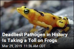 Deadliest Pathogen in History Is Taking a Toll on Frogs