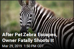 Pet Zebra Escapes in Florida, Is Killed by Owner
