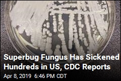 Superbug Fungus Has Sickened Hundreds in US, CDC Reports
