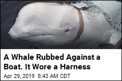 A Whale Rubbed Against a Boat. It Wore a Harness