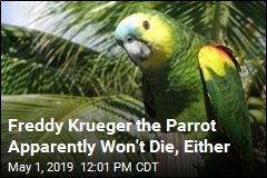 Another Comeback for Parrot Shot, Bitten, Stolen