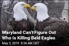 Someone Is Killing Bald Eagles, Probably by Accident