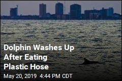 Dolphin Washes Up After Eating Plastic Hose