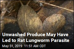 5 Months, 5 Cases of Rat Parasite in Hawaii