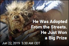 Don&#39;t Look Away From the World&#39;s Ugliest Dog