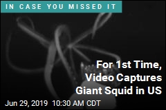 For 1st Time, Video Captures Giant Squid in US