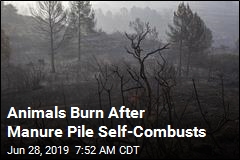 Animals Burn After Manure Pile Self-Combusts