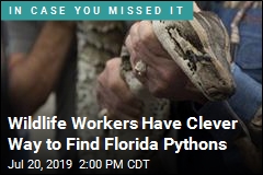 Wildlife Workers Have Clever Way to Find Florida Pythons