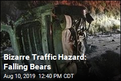 Odd Traffic Hazard: Falling Bears