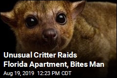 Kinkajou Bites Florida Man. Wait, What&#39;s a Kinkajou?