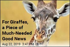 Nations Worldwide Make Major Move on Giraffes