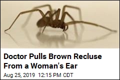Doctor Pulls Brown Recluse From a Woman&#39;s Ear